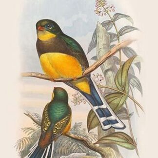 Harpactes Reinwardti by John Gould