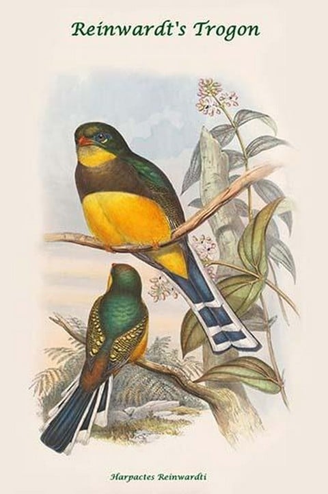 Harpactes Reinwardti by John Gould
