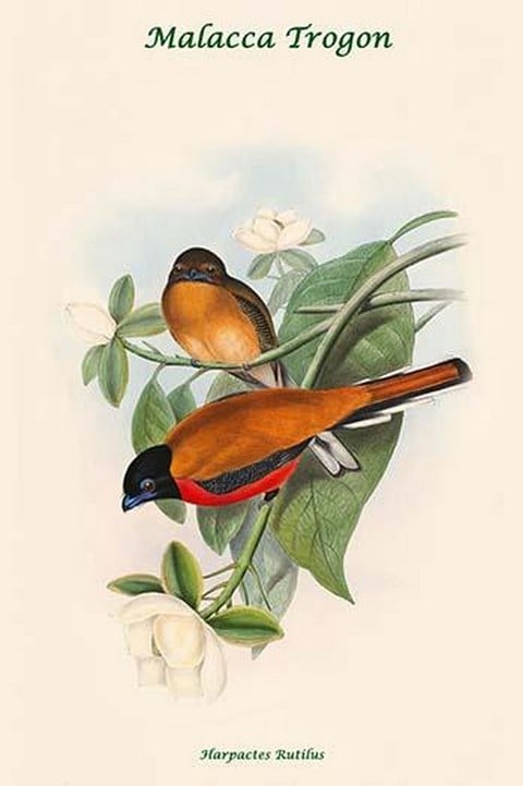 Harpactes Rutilus by John Gould