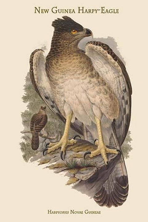 Harpyopsis Novae Guineae - New Guinea Harpy-Eagle by John Gould