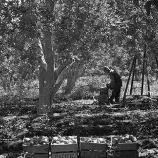 Harvesting Pears by Dorothea Lange #2