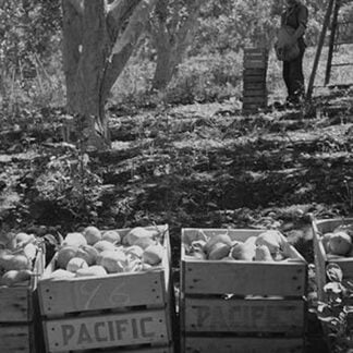 Harvesting Pears by Dorothea Lange