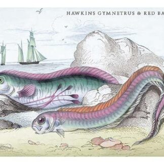 Hawkins Gymnetrus and Red Band Fish by Robert Hamilton