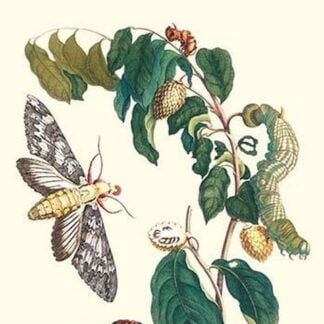 Hawkmoth on a Sugar Apple by Maria Sibylla Merian