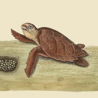 Hawks Bill Turtle by Mark Catesby