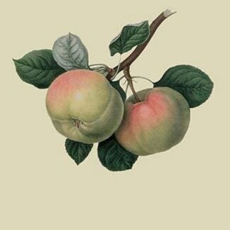 Hawthornden Apple - by William Hooker