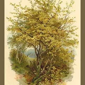 Hazel Tree by W.H.J. Boot - Art Print