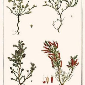 Heath Family Plants by Albertus Seba