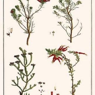 Heath Family Plants by Albertus Seba