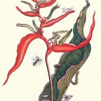 Heliconia and Potter Wasp by Maria Sibylla Merian