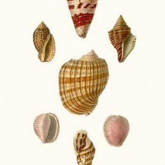 Helix Shells By John Mawe