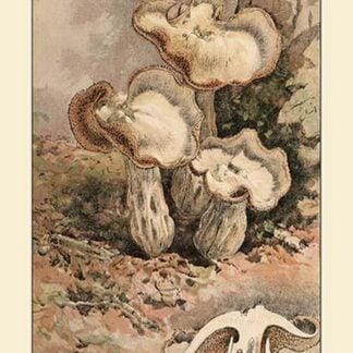 Helvella Crispa by W. Hamilton Gibson
