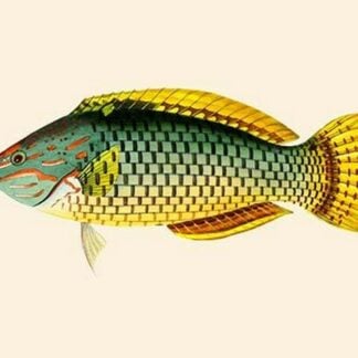 Hembili-Giriwah - Basket Parrot by John Whitchurch Bennett