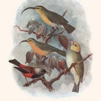 Hemignathus Ellisanus