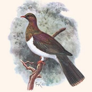 Hemiphaga Spadicea by Lionel Walter Rothschild