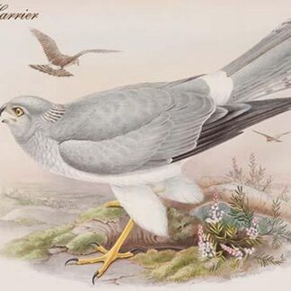 Hen Harrier by John Gould