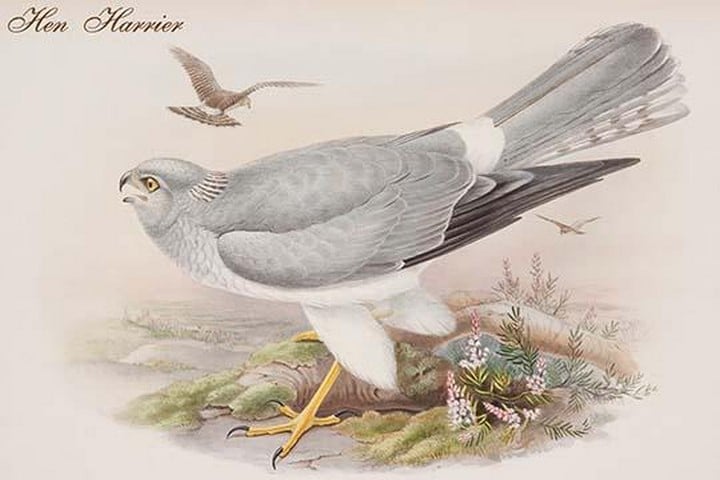 Hen Harrier by John Gould