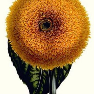 Herb Touch Me Not by Louis Benoit Van Houtte