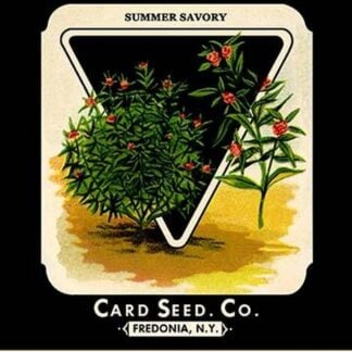 Herbs: Summer Savory