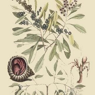 Hermit Crab by Mark Catesby