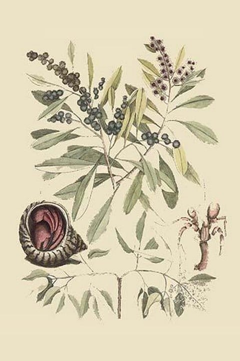 Hermit Crab by Mark Catesby