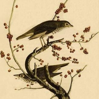Hermit Thrush by John James Audubon
