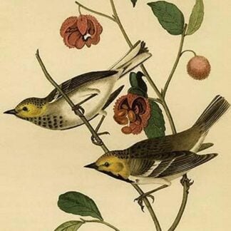Hermit Wood Warbler by John James Audubon