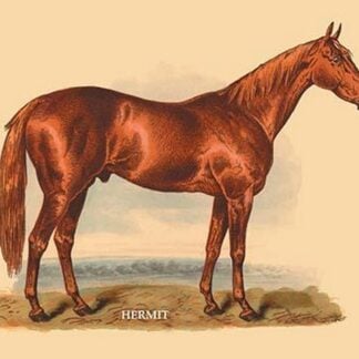 Hermit by L. Penicaut