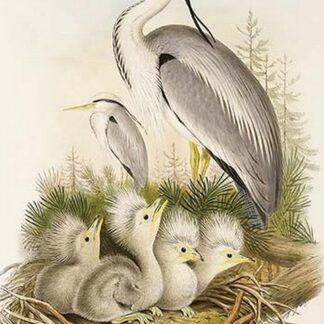 Heron Family by John Gould