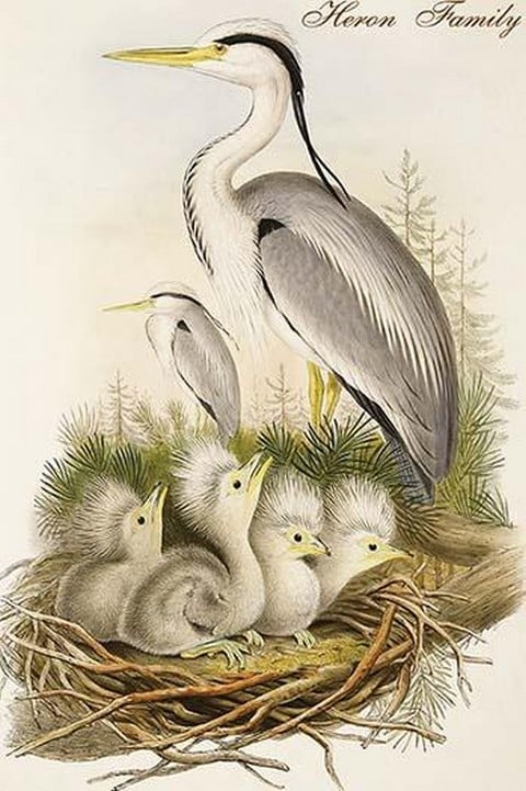 Heron Family by John Gould