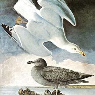 Herring Gull & Black Duck by John James Audubon