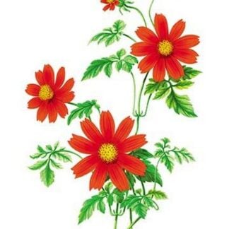 Hidalgoa Wercklei by H.G. Moon