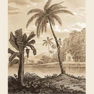 Hindu Peasant Ascending Cocoa Nut Tree by Baron de Montalemert