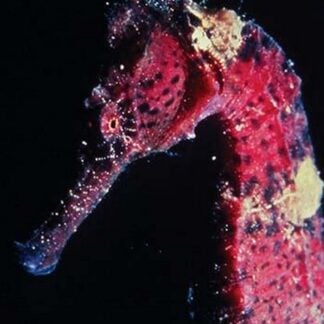 Hippocampus Erectus - The Seahorse