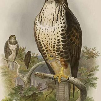 Honey Buzzard by John Gould