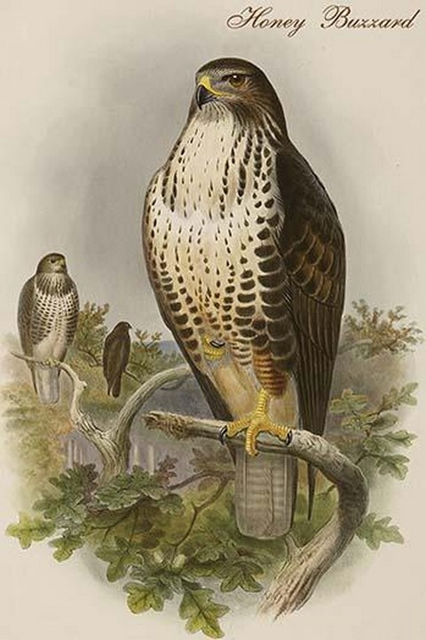 Honey Buzzard by John Gould