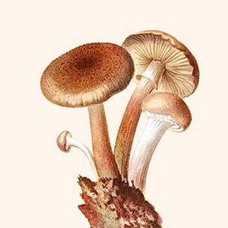Honey Fungus Amillaria By Edmund Michael