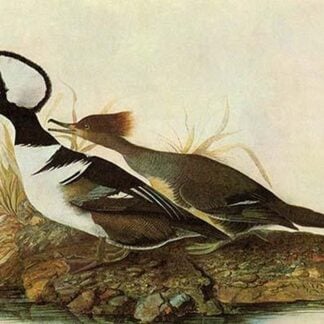 Hooded-Merganser by John James Audubon
