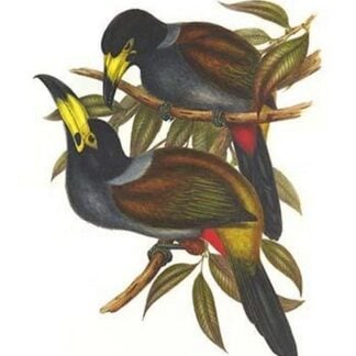 Hooded Mountain Toucan by John Gould