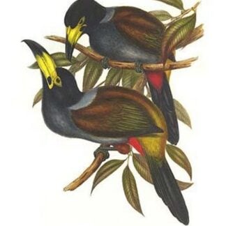 Hooded Mountain Toucan by John Gould