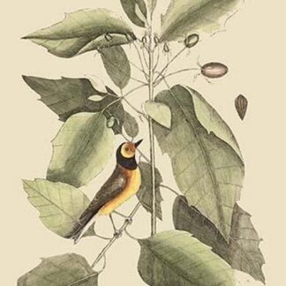 Hooded Titmouse by Mark Catesby
