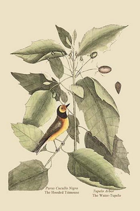 Hooded Titmouse by Mark Catesby