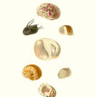 Hoof Shells By John Mawe