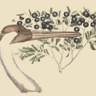 Hooping Crane by Mark Catesby