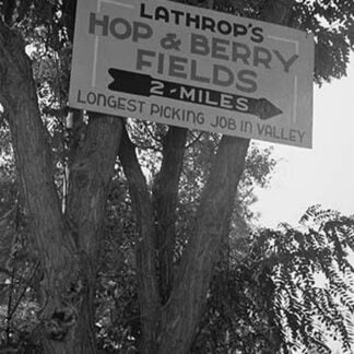 Hop & Berry Fields by Dorothea Lange