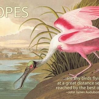 Hopes are shy birds by John James Audubon