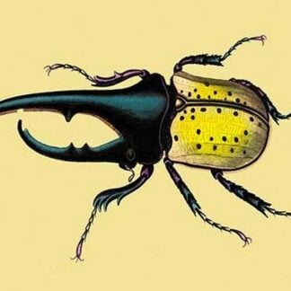 Horned Beetle #2 by Sir William Jardine