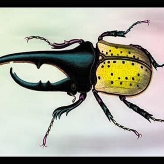 Horned Beetle by Sir William Jardine