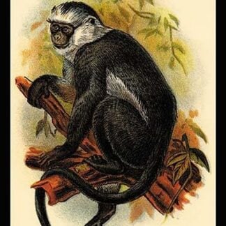 Hose's Langur by G.R. Waterhouse