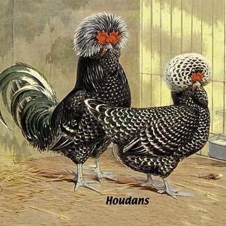 Houdans (Chickens)
